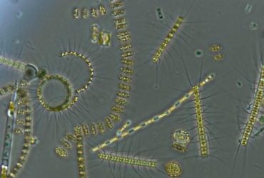 Ученые раскололи камень возрастом 445 миллионов лет и обнаружили там нечто невероятное