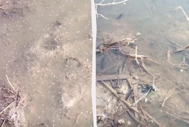 В Одесской области заметили облака из миллиардов комаров: что происходит (видео)