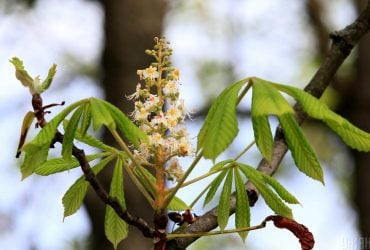 Во вторник температура в Киеве не поднимется выше +10°