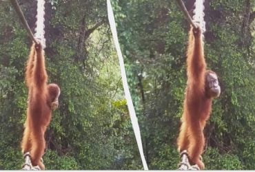 Орангутан наконец перешёл дорогу по канатной мосту: зоологи ждали этого два года (видео)