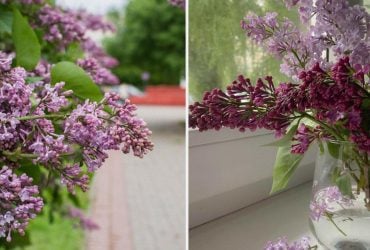 Ламають бузок щоб краще ріс: садівник пояснив, що насправді відбувається з кущем