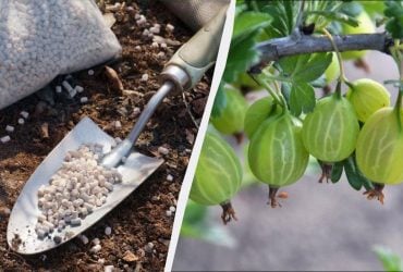 Крыжовник обожает эту весеннюю подкормку: завалит ягодами как никогда прежде