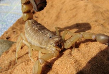 Скорпіони перетворюються на ковалів для зміцнення своїх жал та клешень: як це працює