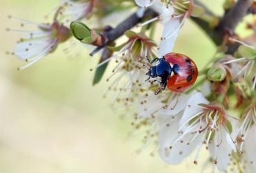 Детальный прогноз от синоптиков на май 2026: когда потеплеет и сколько будет дождей