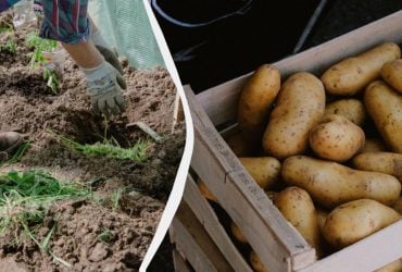 8 чудових добрив для картопляних грядок: жодних хвороб і жуків, а врожай – величезний