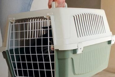 Как приучить кота к переноске: ветеринар дала действенные советы