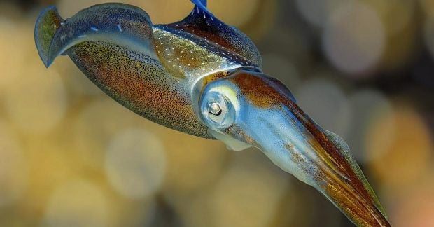 Загадковий ровесник динозаврів дожив до наших днів: вчені нарешті зрозуміли, як це сталося