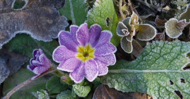 22 квітня будуть заморозки, названо точні області