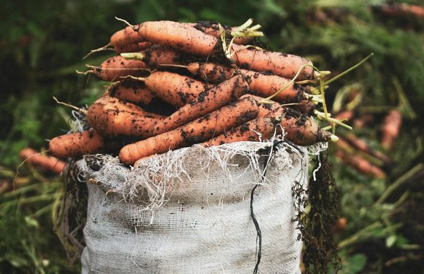 Когда сеять морковь весной, чтобы собрать урожай на всю зиму: лучшие даты 2026