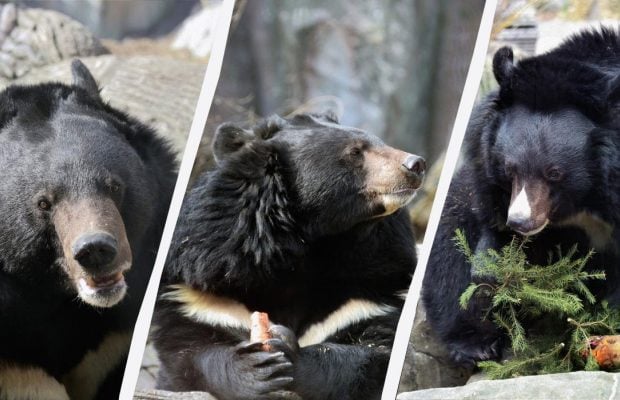 В Киевском зоопарке проснулись первые медведи (фото)