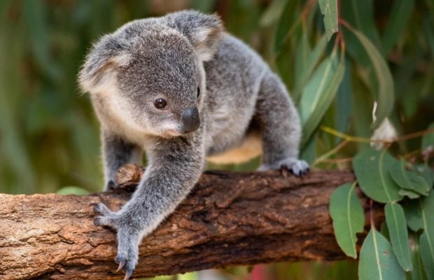 Крошечный остров в Австралии, который захватили сотни коал: что скрывают "милые" звери