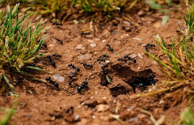 Муравьи ходили по участку пешком, пока не рассыпали это средство: оно точно у вас есть