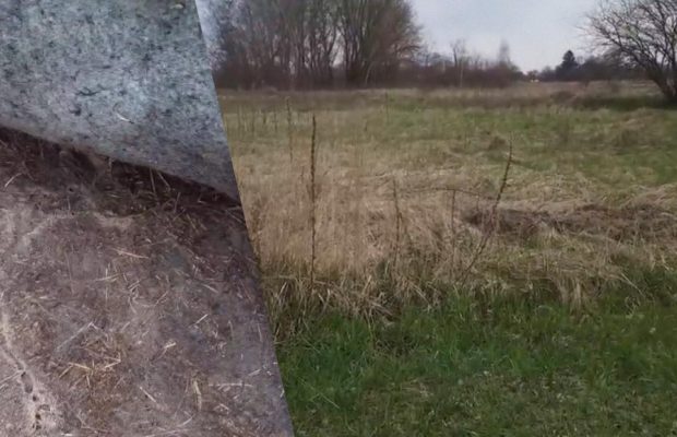 Украинка показала, как вывести пырей с участка навсегда: гербициды не нужны