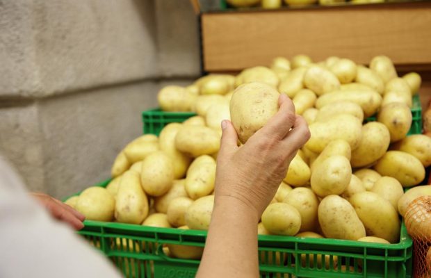 Какой картофель посадить, чтобы собрать урожай уже в июне: эксперт назвала лучшие сорта