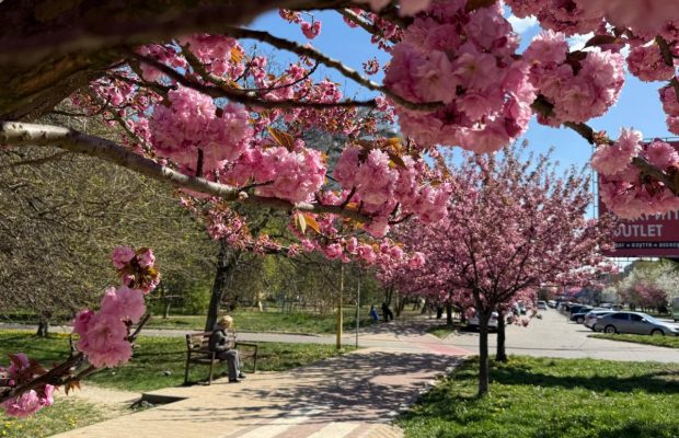 Сакуры в Ужгороде 2026
