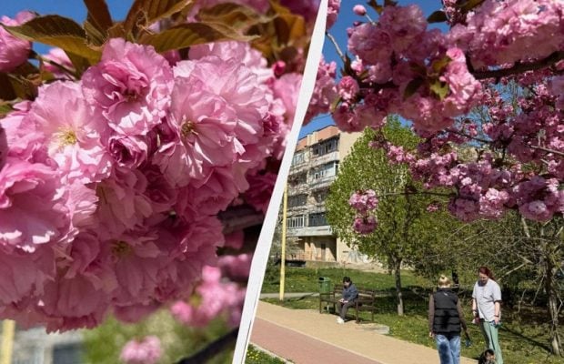 Наближається пік "рожевої весни": в Ужгороді почали масово цвісти сакури (фото)