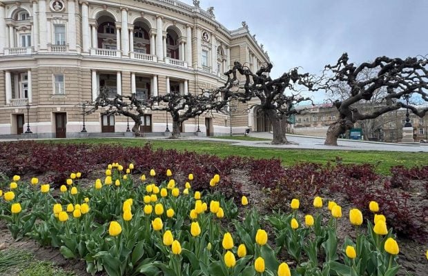 В Одесі зацвіли тюльпани з Нідерландів: незабаром місто вкриє фантастичний килим (фото)