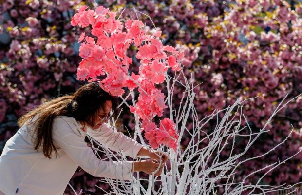 В Ужгороде стартовал "Сакура Фест": что приготовили для гостей в этом году (фоторепортаж)