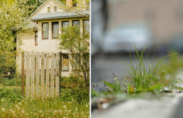 Чим полити бур'яни вздовж паркану: пропадають наступного дня