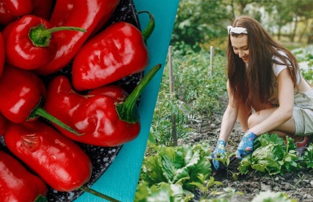 Урожай будет на все лето: какие растения-компаньоны повысят плодородие перца