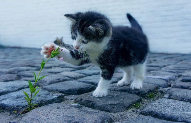 Как избавиться от сорняков в щелях между брусчаткой: 5 простых решений для двора
