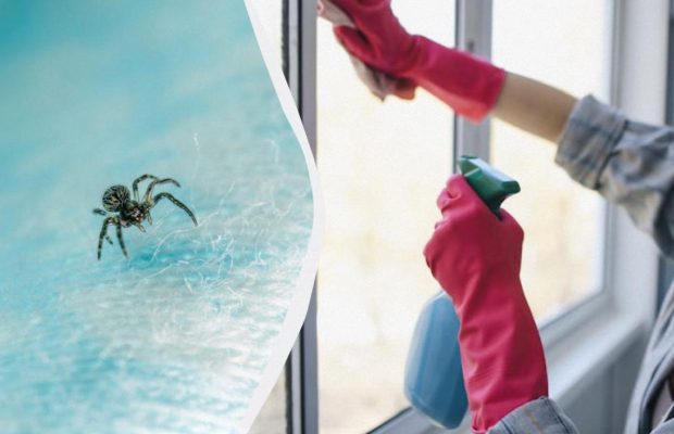 Ці три запахи для павуків нестерпні: як назавжди прогнати комах