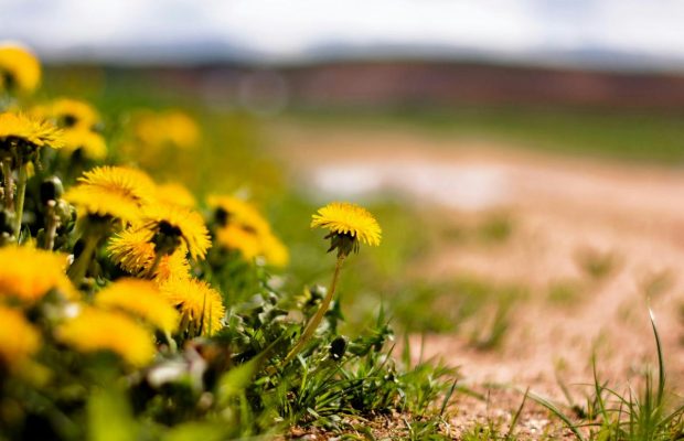 Як позбутися кульбаб на садовій ділянці: це потрібно зробити у квітні - на початку травня