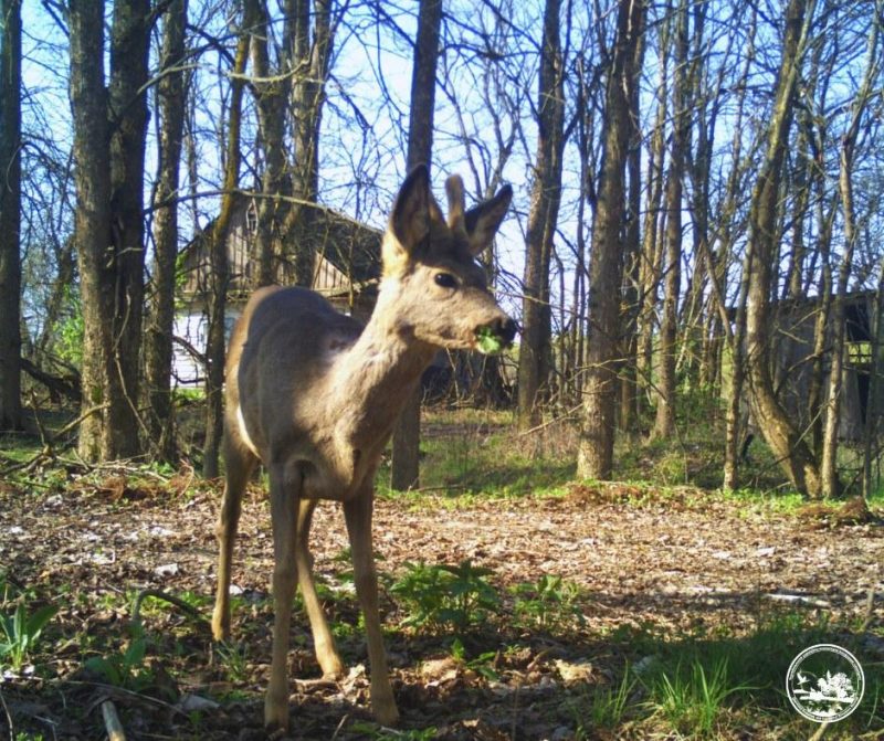 Тихая гостья: в районе Чернобыля возле заброшенных домов заметили любопытное животное