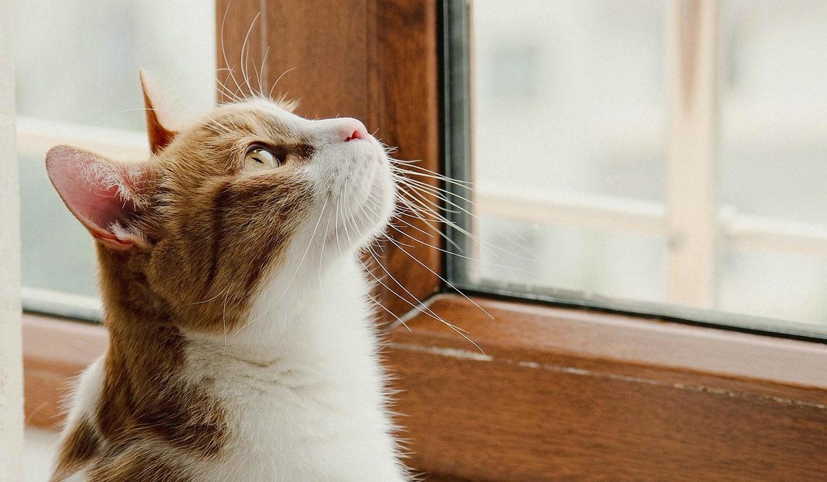 Зачем коты чирикают на птиц