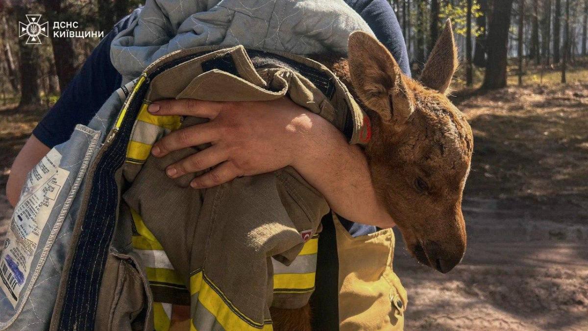 У Чорнобильському лісі під час гасіння пожежі врятовано червонокнижне лосеня (відео)