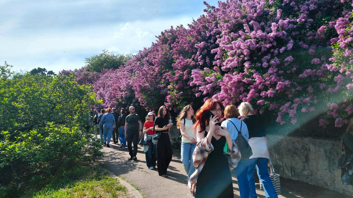 Не проштовхнутися: у київському ботсаду ажіотаж через цвітіння бузку