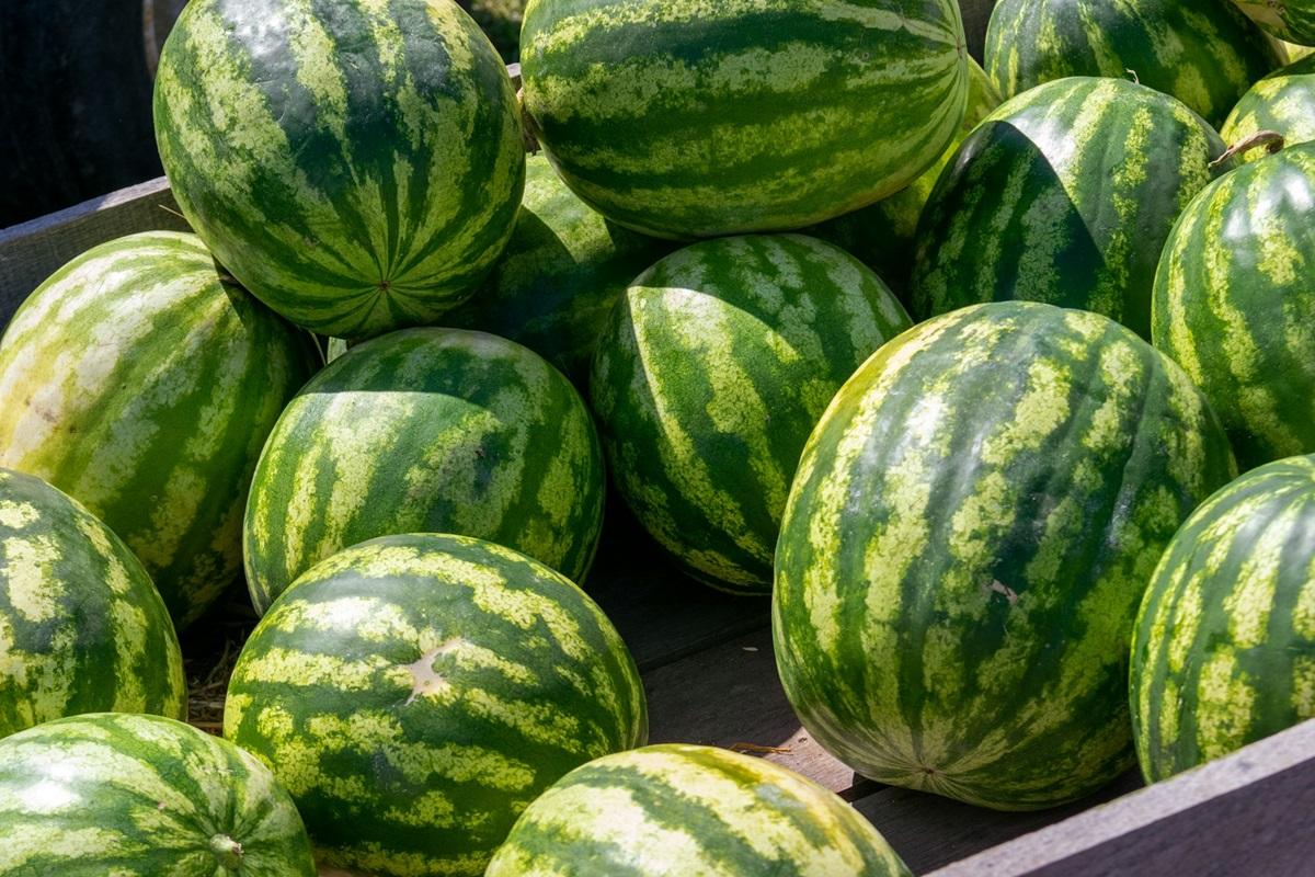 Лише одна деталь допоможе вибрати солодкий і стиглий кавун: що кажуть експерти