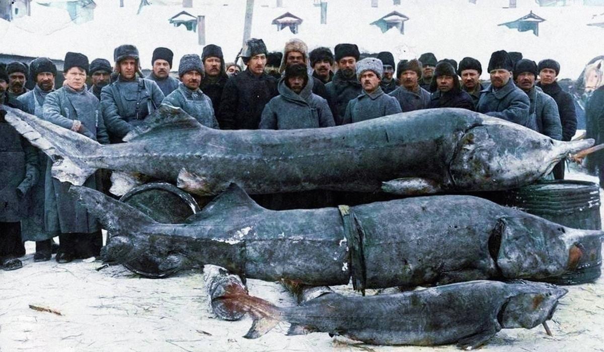 самая большая рыба самая большая рыба