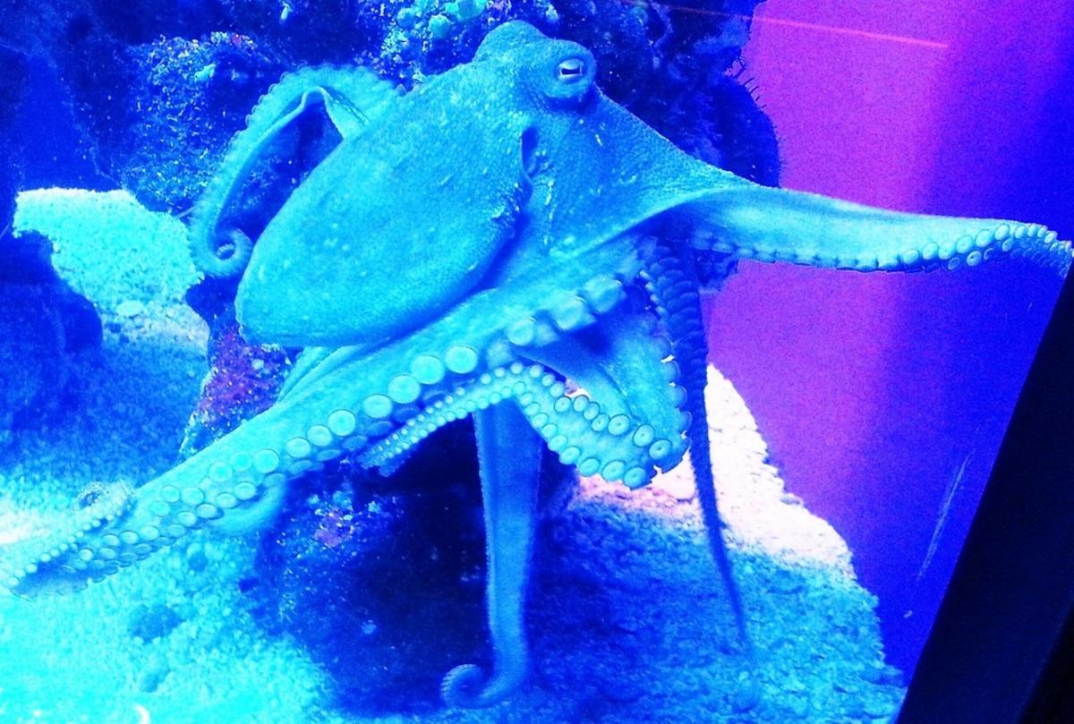 Блакитна крихітка: науковці відкрили новий вид восьминога Блакитна крихітка: науковці відкрили новий вид восьминога