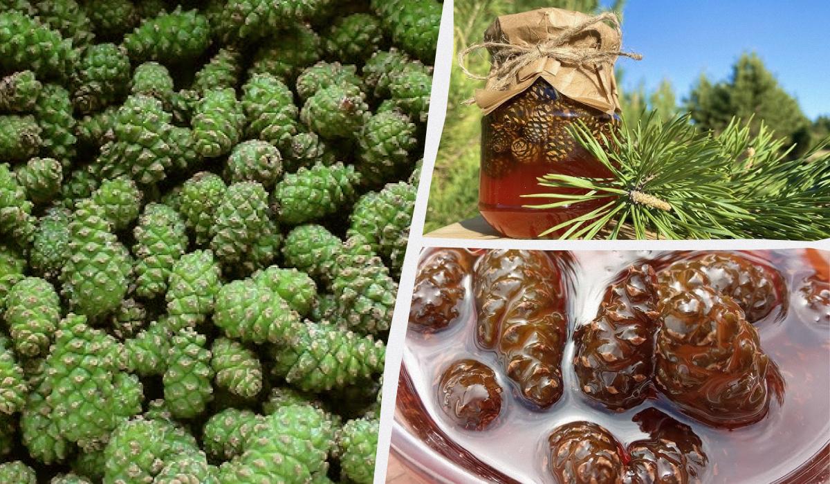 варенье из шишек варенье из шишек