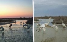 Их чуть не уничтожили ради шляпок: в Одесскую область прилетели изящные белые птицы (фото)