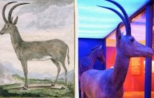 Учёные "воскрешают" голубого оленя, исчезнувшего сотни лет назад