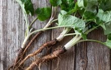 Это растение считают обычным сорняком, а на самом деле это суперпродукт для кожи и печени