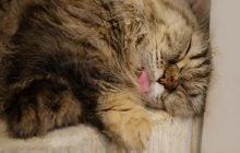 Чому коти висовують язик під час сну: ветеринар розкрила кумедну причину