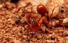 Учений вперше сфотографував, як дрібні мурахи обслуговують великих: що його здивувало