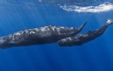 Ученые научили подводного робота "подслушивать" язык кашалотов в режиме реального времени