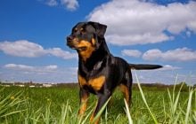 4 породи собак-універсалів, які чудово підходять для сім’ї та охорони