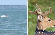 У мережі завірусився олень, що "перетворився" на дельфіна: як це можливо (відео)
