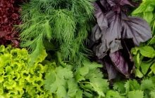 5 продуктов, которые содержат гораздо больше полезных веществ, чем салат-латук
