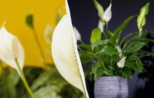 Догляд за лілеєю: садівниця розповіла, що потрібно зробити з квіткою у травні