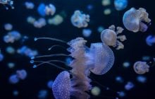 Закрытое со времён ледникового периода озеро скрывало миллионы редких существ