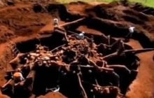 Ученые залили 10 тонн цемента в муравейник: результаты эксперимента их ошеломили
