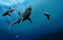 Учёные прикрепили датчики к акулам: то, что они зафиксировали в океане, стало открытием