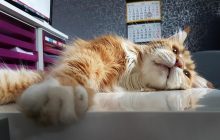 Чому коти люблять скидати предмети з поверхонь: експертка назвала 3 причини