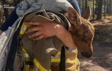 У Чорнобильському лісі під час гасіння пожежі врятовано червонокнижне лосеня (відео)